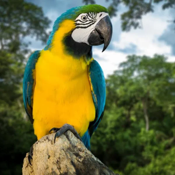 Brazil - Image 4
