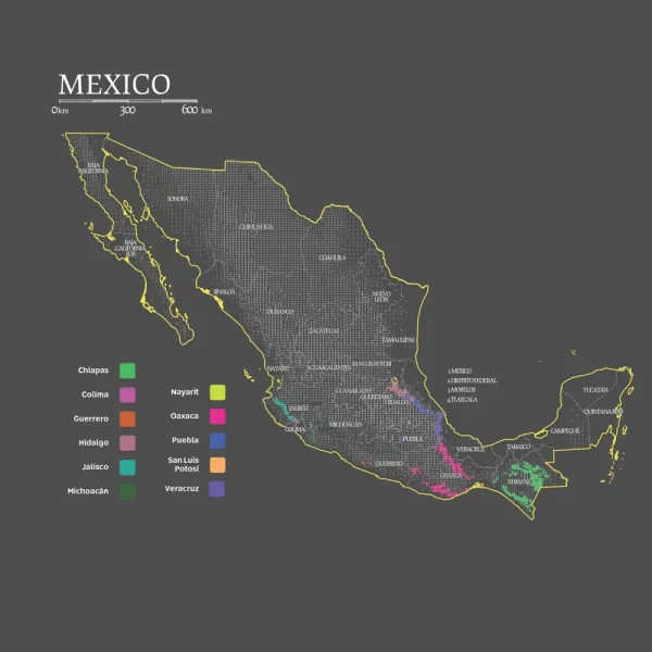 Mexico | Bloom Jaguar Siltepec - Image 2